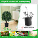 Artificial Boxwood Topiary Ball Tree Faux Bushes Ball Plants with UV Rated Leaves by DirectDeals