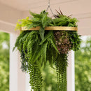 Artificial Hanging Plant Chandelier – Tropical Foliage Circular Ring (23.5in) Gold Frame – UV Resistant by Designer Plants USA