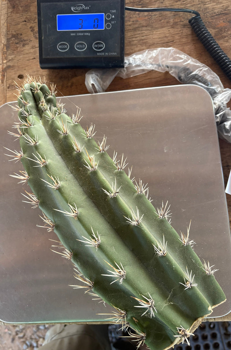 #EC75 EXACT Castellanosia / Browningia Caineana cactus cutting