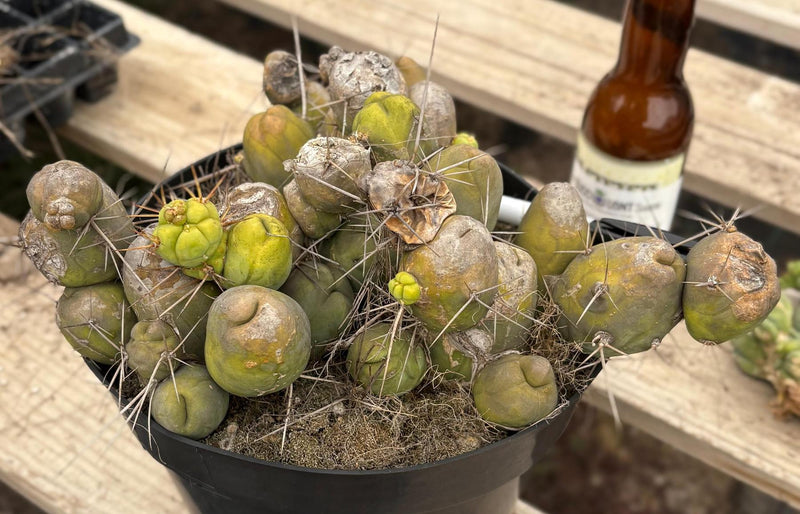 #EC39 EXACT Trichocereus Bridgesii Monstrose TBM Cactus 30+ segments