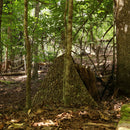 Hunting Blind - Mossy Oak Country Roots 3D Leafy