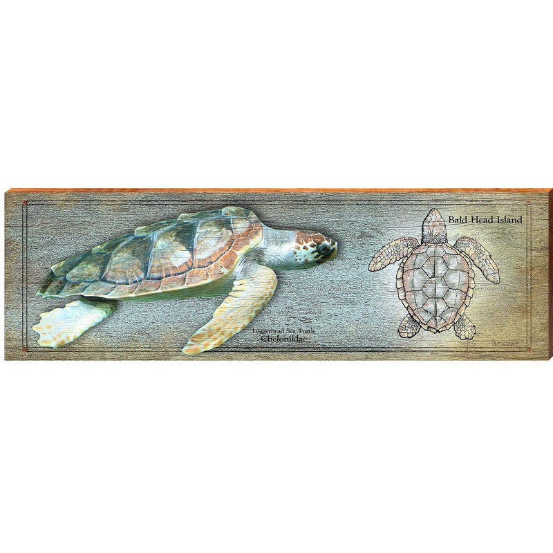 Bald Head Island Loggerhead Sea Turtle Study | Wall Art Print on Real Wood