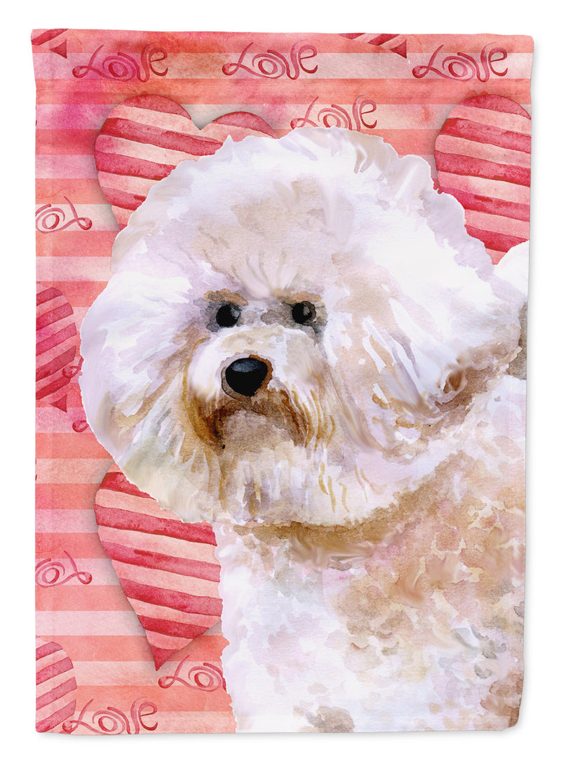 Bichon Frise