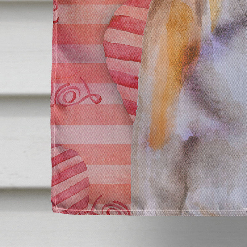 Jack Russell Terrier