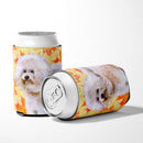 Bichon Frise
