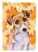 Jack Russell Terrier