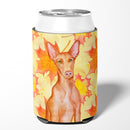 Pharaoh Hound Fall Can or Bottle Hugger Cooler Sleeve for Standard 12 oz Cans, Insulated Foam Beer & Soda Can Hugger Reusable