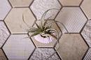 Beige 12x12 Hexagon Polished Etched Marble Mosaic Tile (5 pack, 4.92 sq ft/case) - Sample