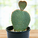 Beavertail Prickly Pear