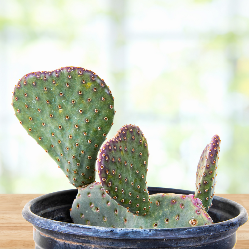 Beavertail Prickly Pear, photo 4 of 8