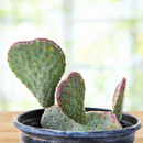 Beavertail Prickly Pear