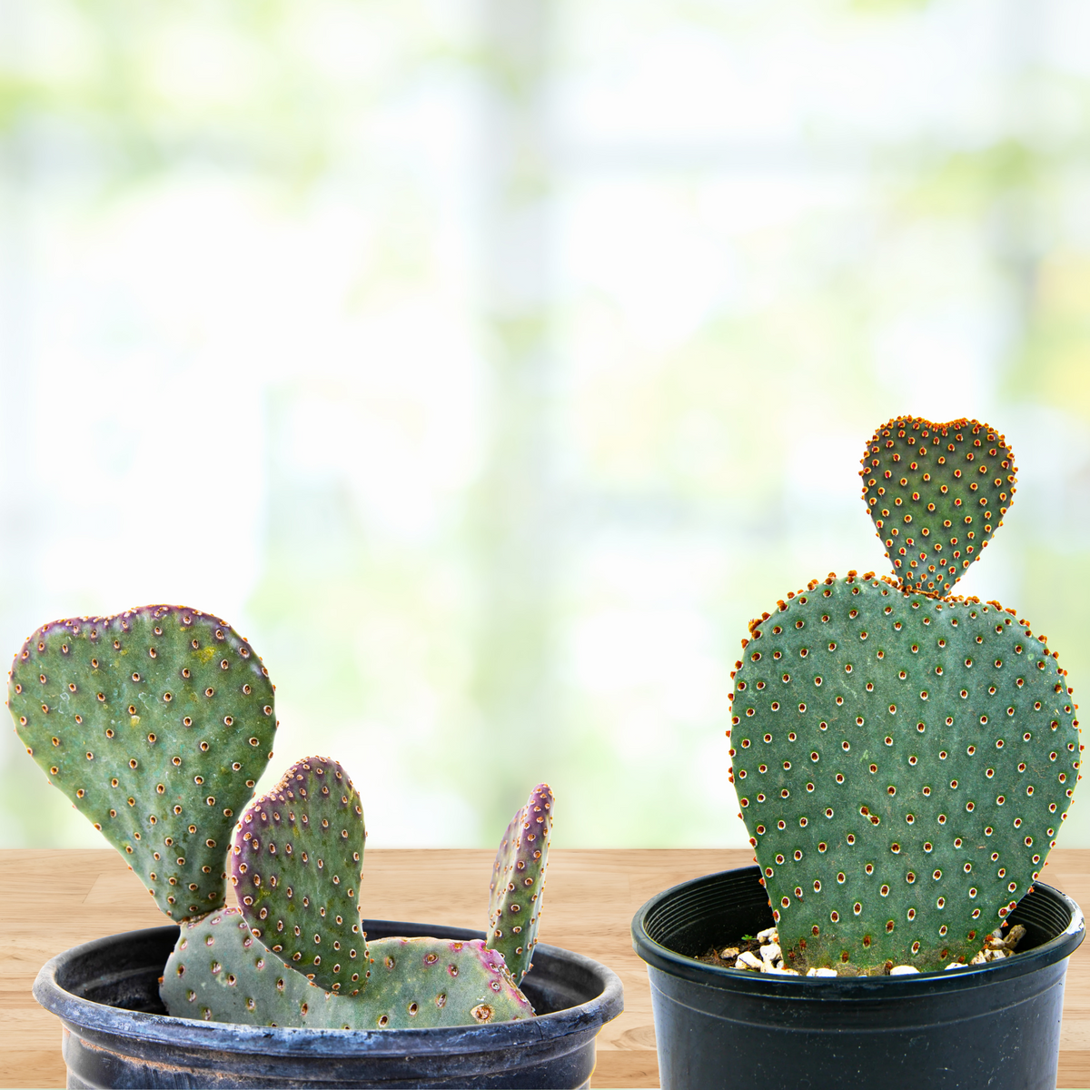 Beavertail Prickly Pear, photo 5 of 8