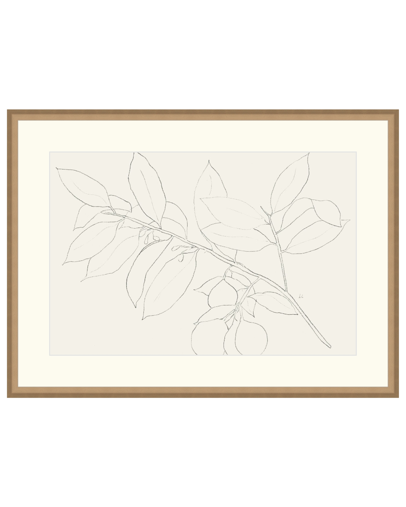 Lemon Branch Drawing
