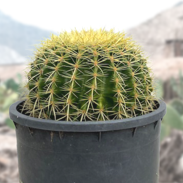 Golden Barrel Cactus