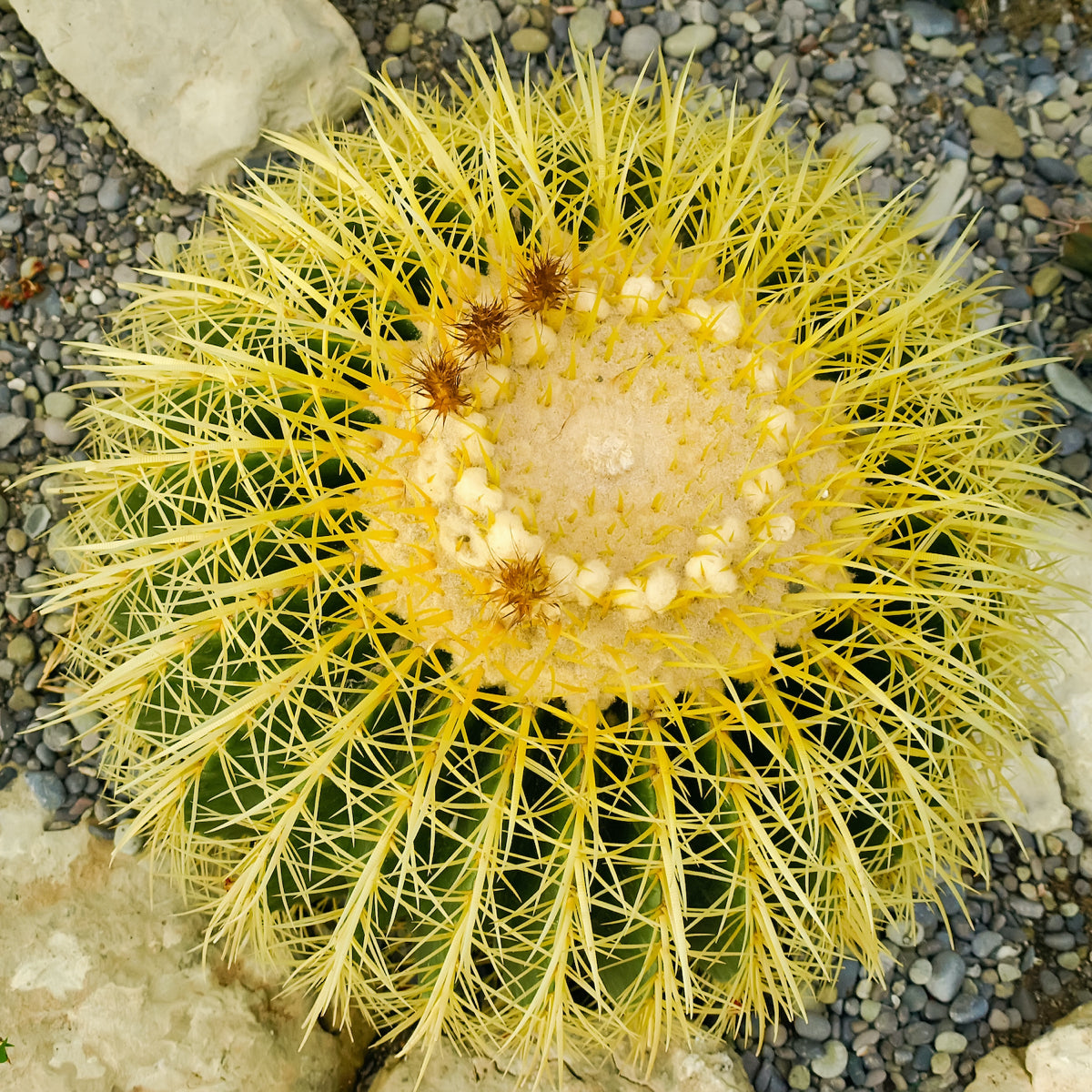 Golden Barrel Cactus, photo 11 of 12