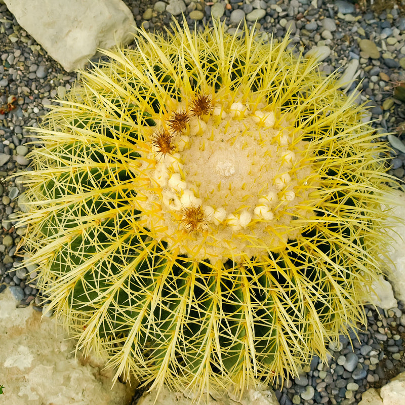 Golden Barrel Cactus