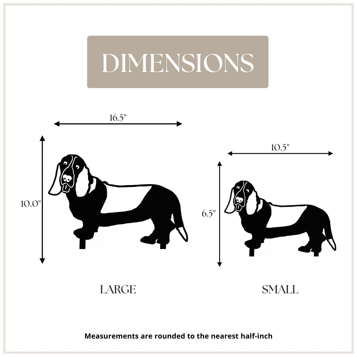 Basset Hound, photo 4 of 15