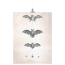 "Bats of Egypt" [Chauve-Souris D'Egypte] Matte Poster