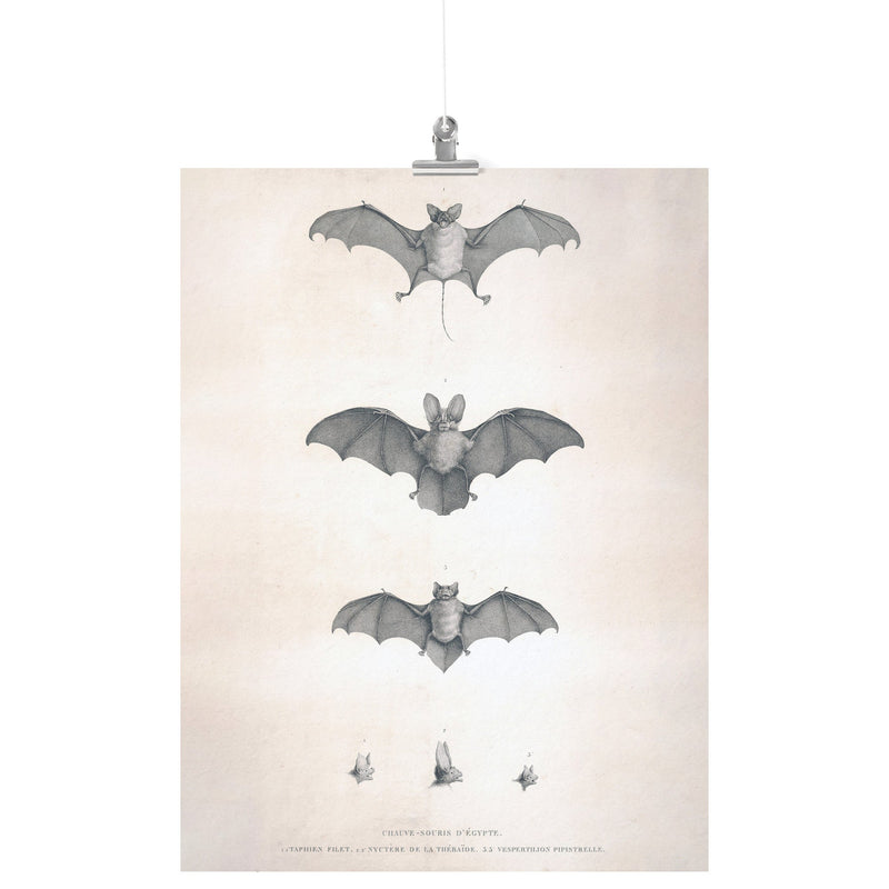 "Bats of Egypt" [Chauve-Souris D'Egypte] Matte Poster