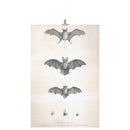 "Bats of Egypt" [Chauve-Souris D'Egypte] Matte Poster