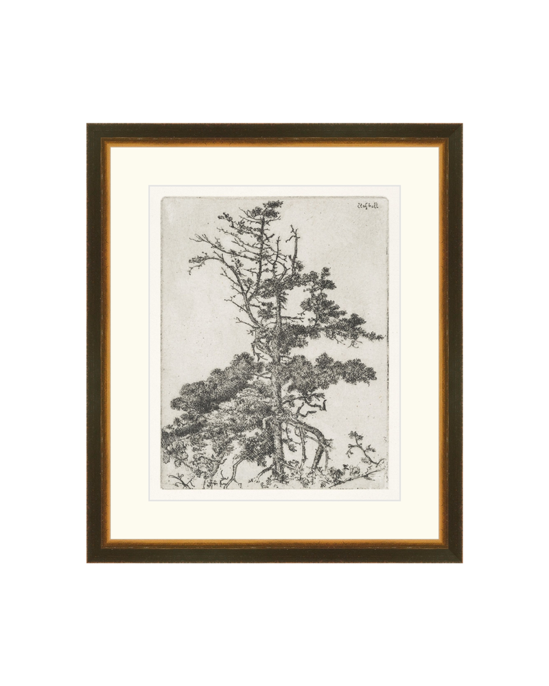 Pine Etchings 2