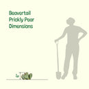Beavertail Prickly Pear