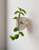 Bender Wall Planter