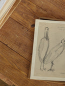 Bird Sketch