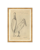 Bird Sketch