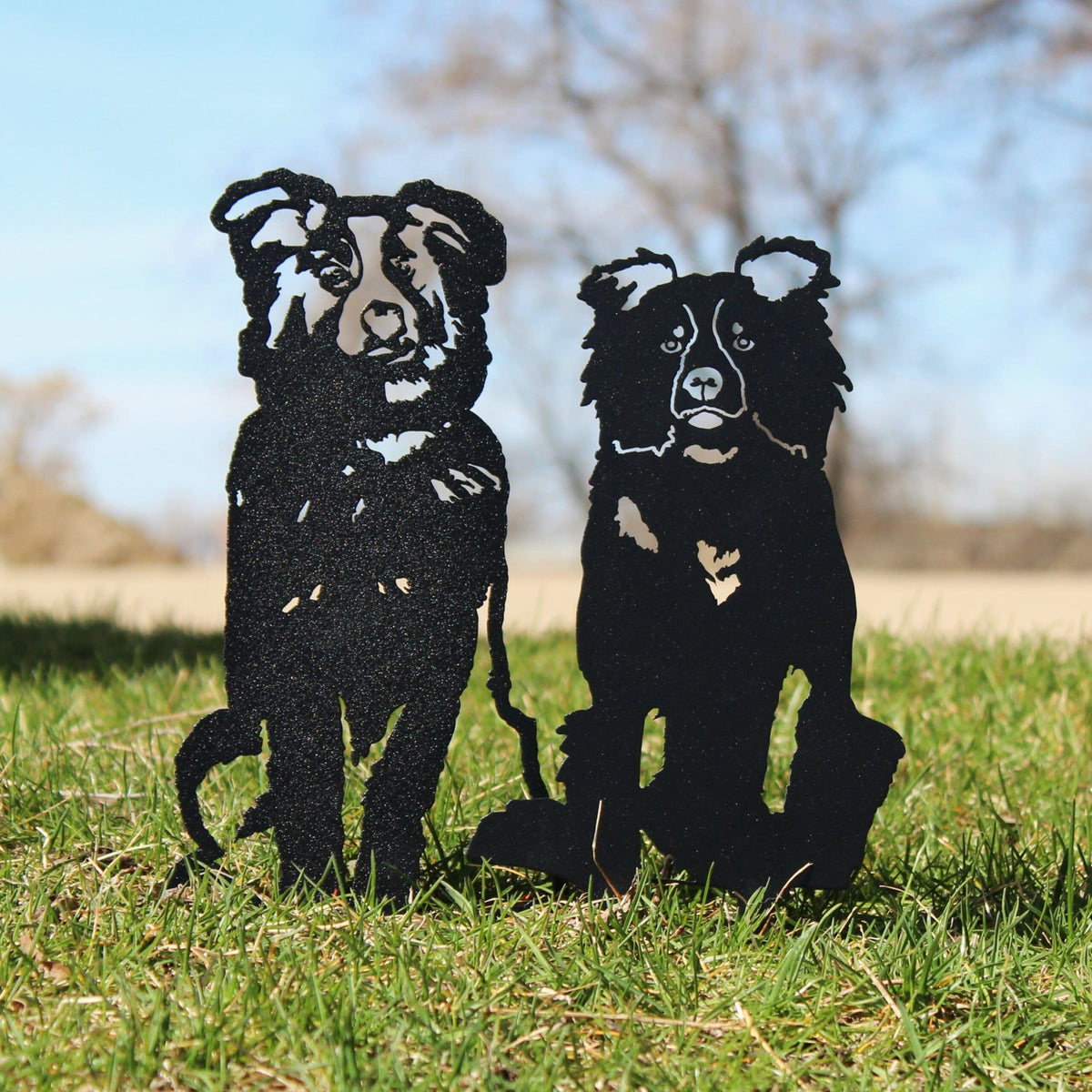 Border Collie, photo 13 of 16