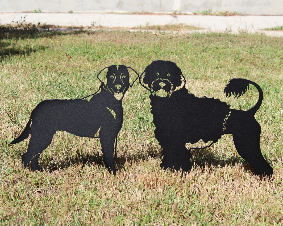 Portuguese Water Dog, photo 13 of 16