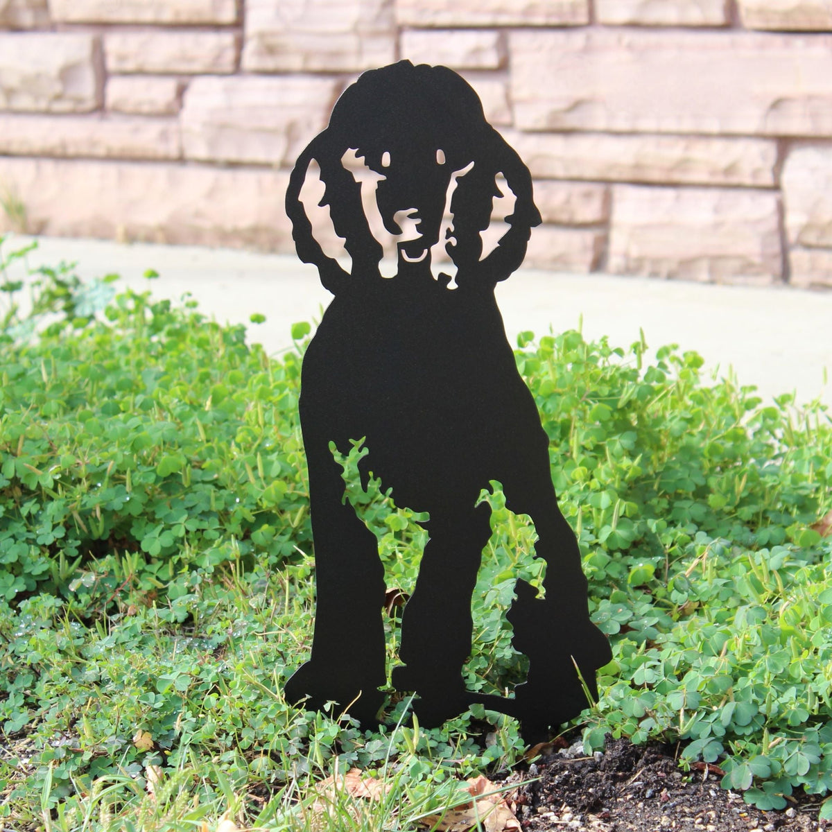 Poodle, photo 11 of 22