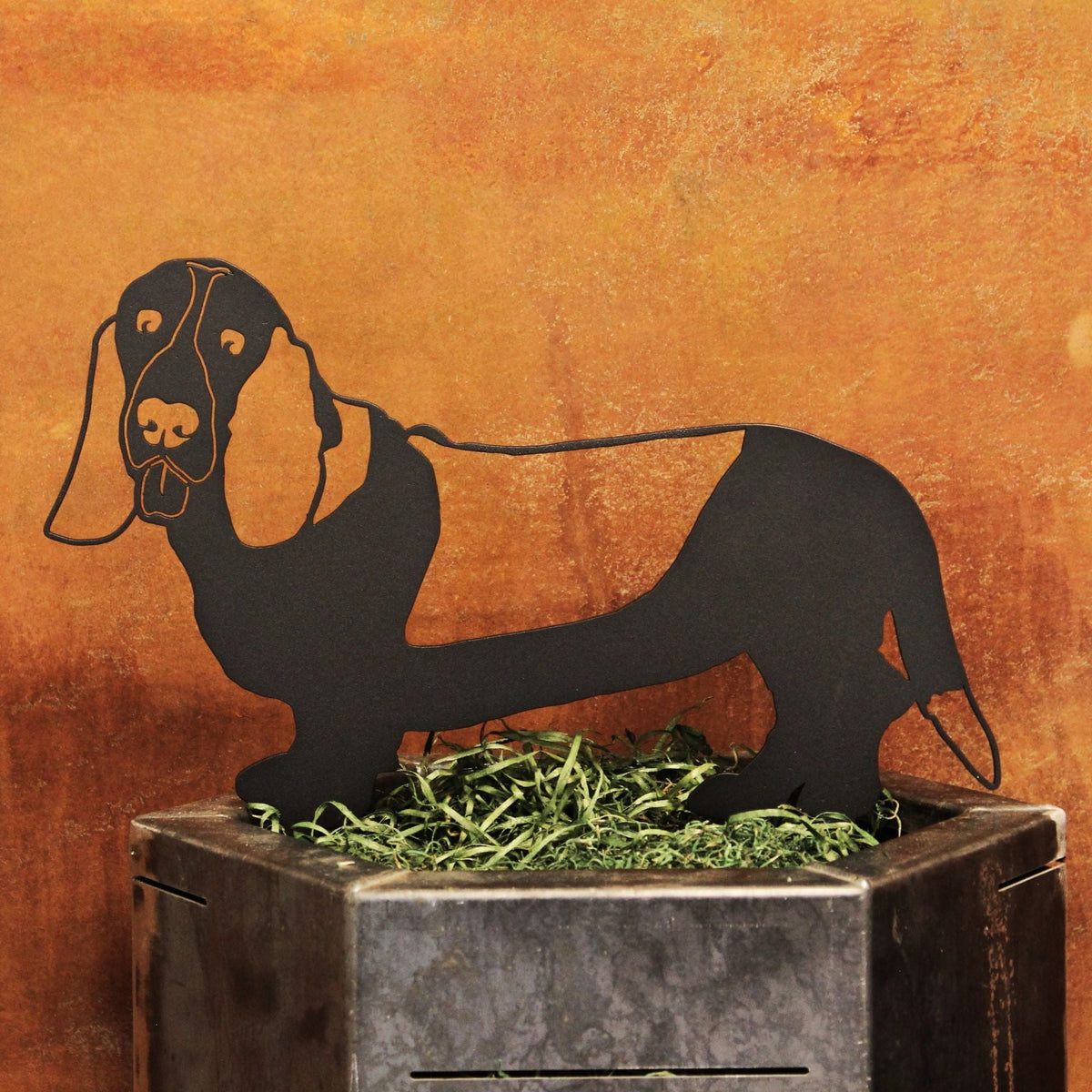 Basset Hound, photo 12 of 15