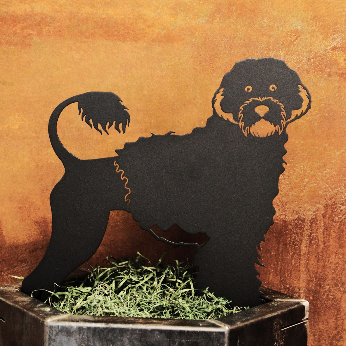 Portuguese Water Dog, photo 10 of 16