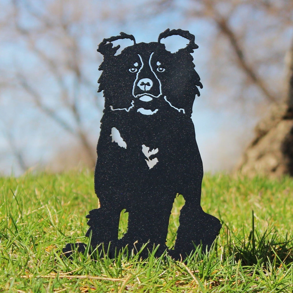 Border Collie, photo 10 of 16