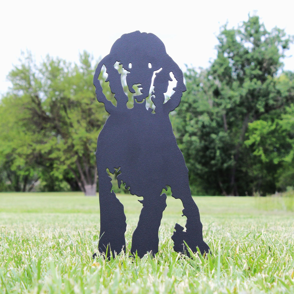 Poodle, photo 13 of 22