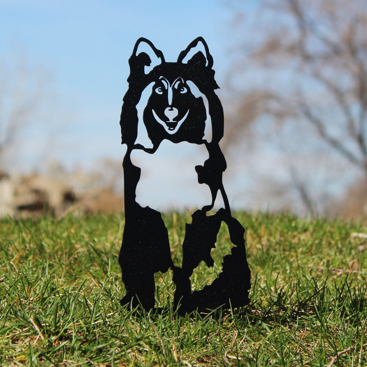 Shetland Sheepdog, photo 10 of 16