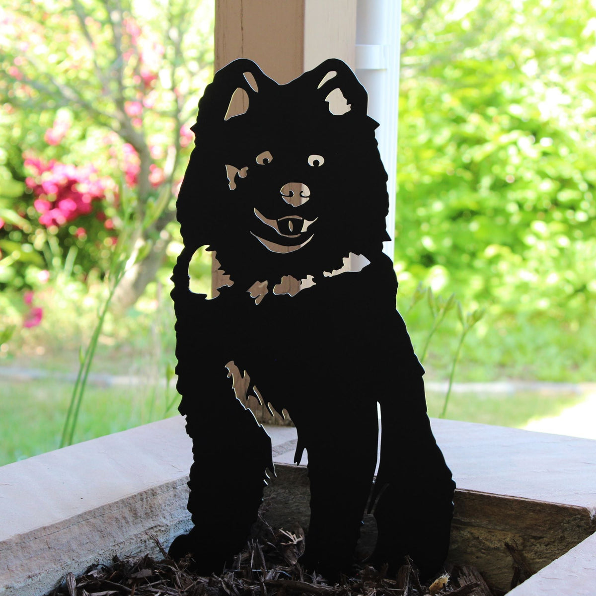Samoyed, photo 10 of 13