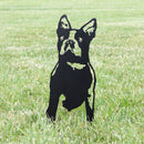 Boston Terrier