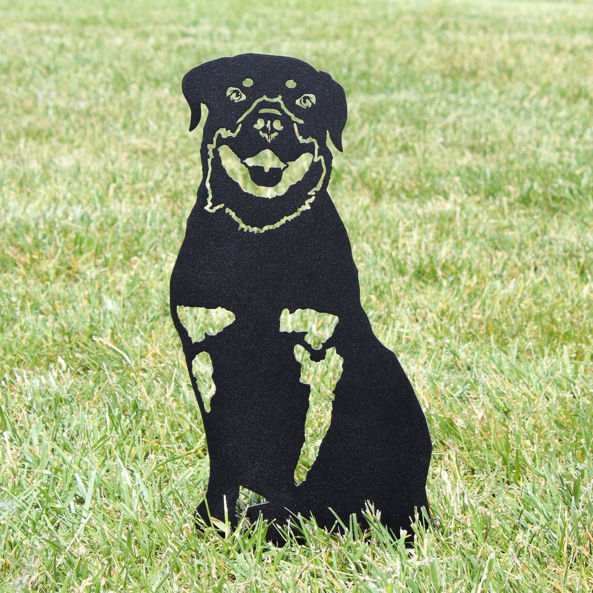 Rottweiler, photo 9 of 14