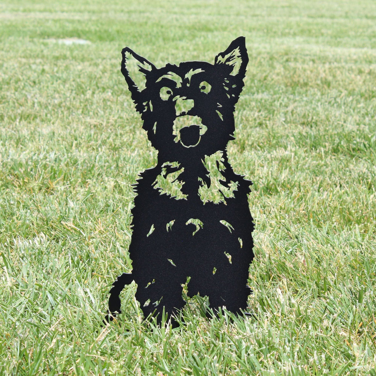 Yorkshire Terrier, photo 11 of 16