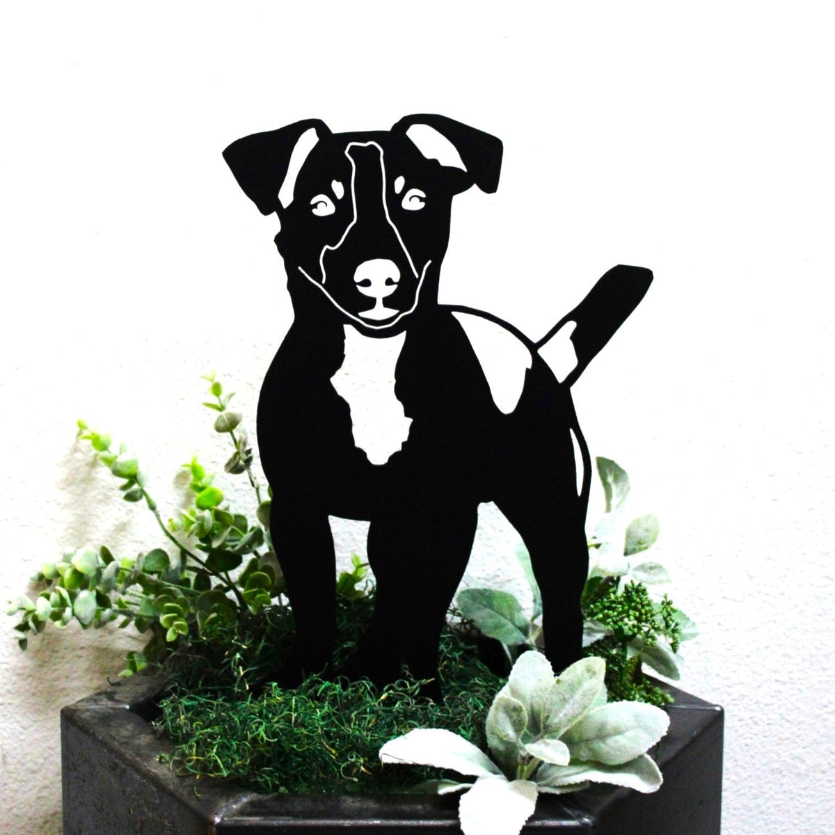 Jack Russell Terrier, photo 11 of 15