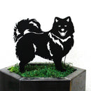 Japanese Spitz