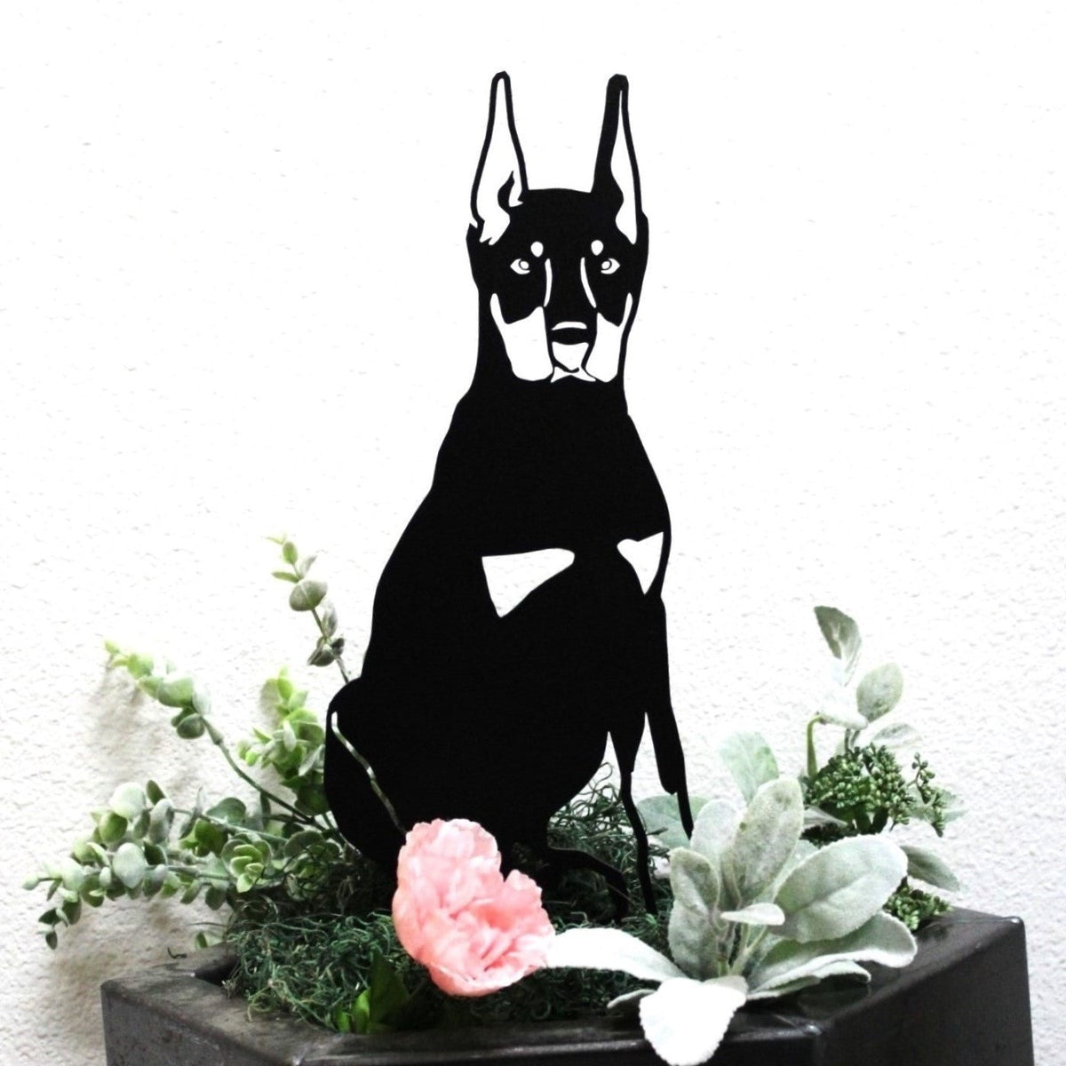 Miniature Pinscher, photo 11 of 16
