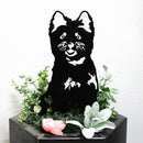 Cairn Terrier