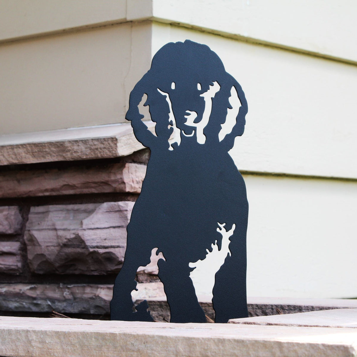 Poodle, photo 2 of 22