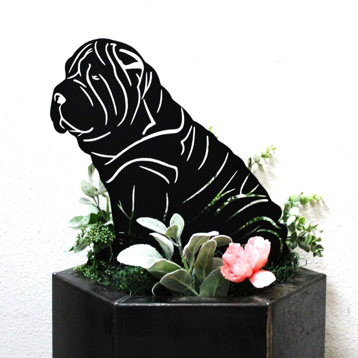 Shar Pei, photo 10 of 13