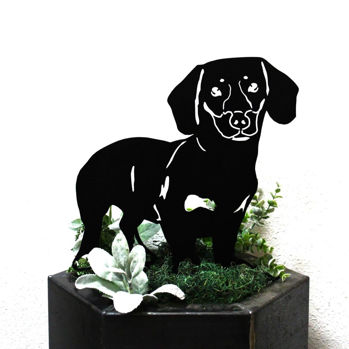 Dachshund - Shorthaired, photo 11 of 17