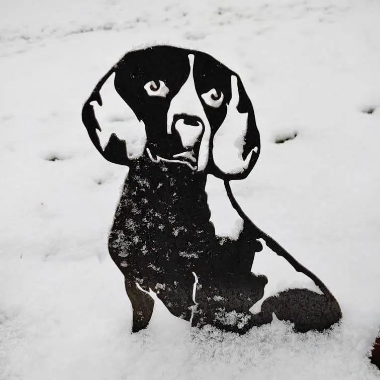 Beagle, photo 13 of 17