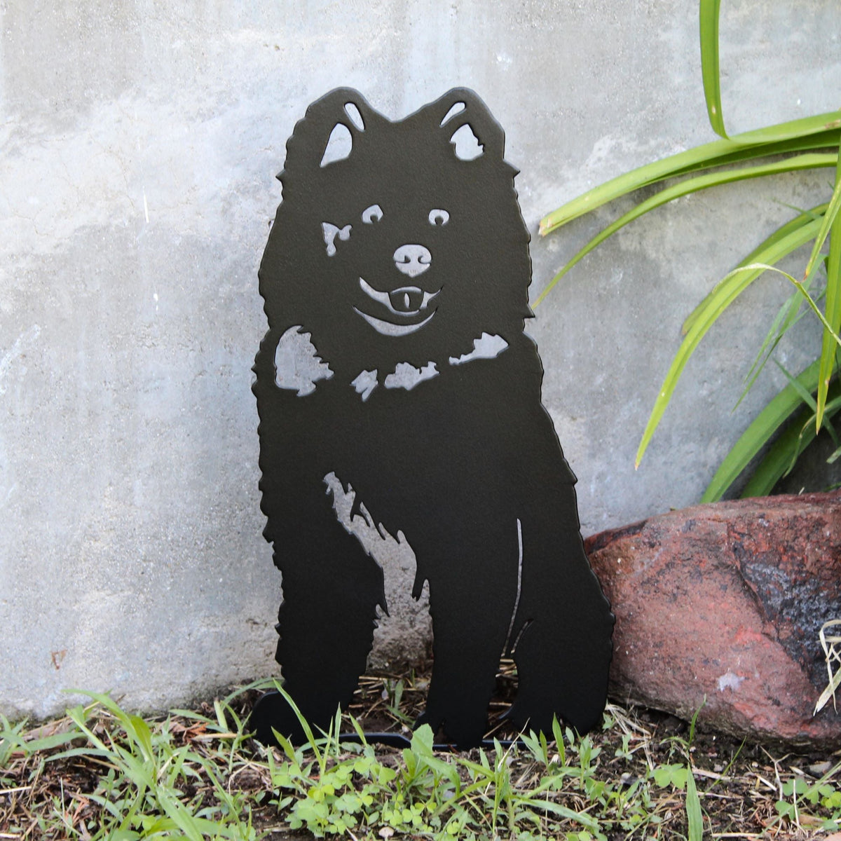 Samoyed, photo 9 of 13